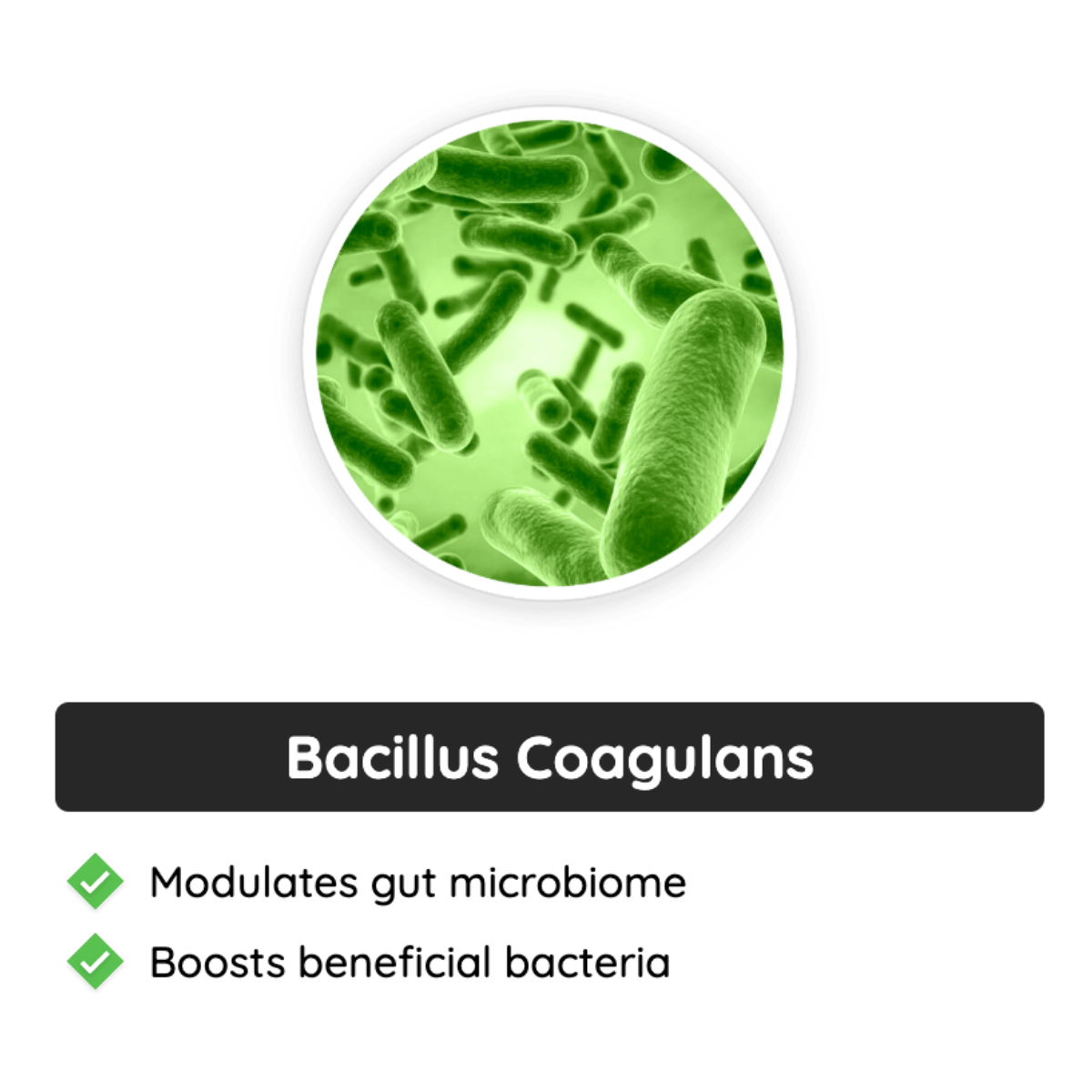 Neotonics Ingredients - Bacillus Coagulans